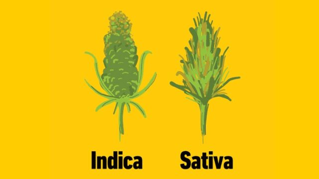 Sativa vs. Indica: What’s The Difference?