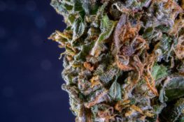 Product Review: Level's Indica Protab | Emjay Blog