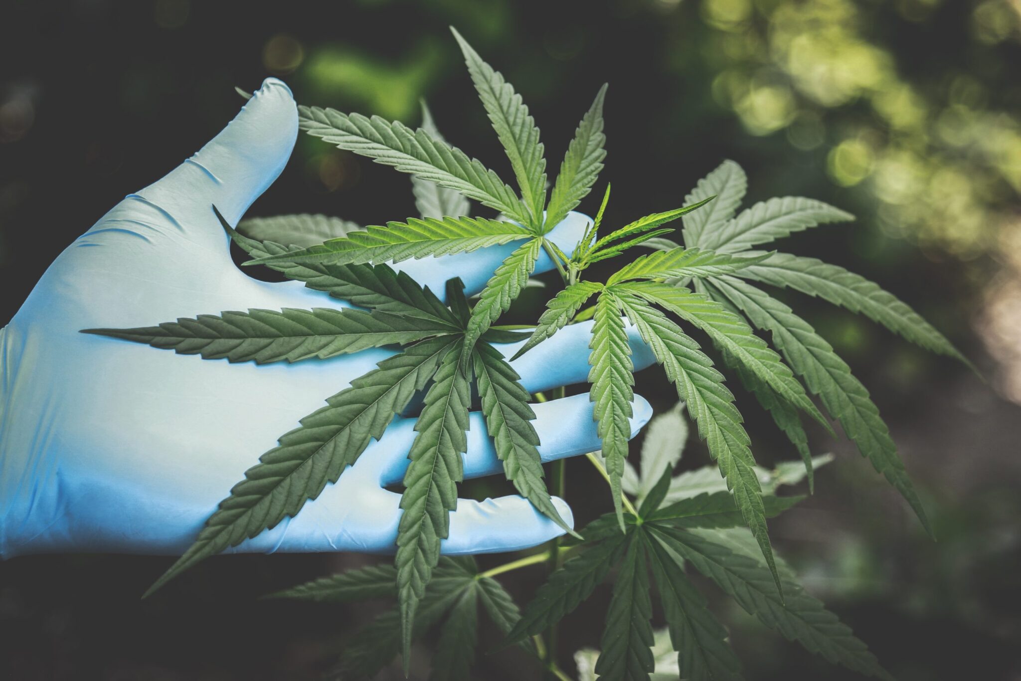 10 High-CBD Cannabis Strains For 2021