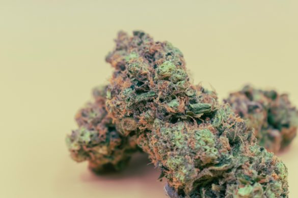 Haze Strain Varieties - Bluntly: The Emjay Blog