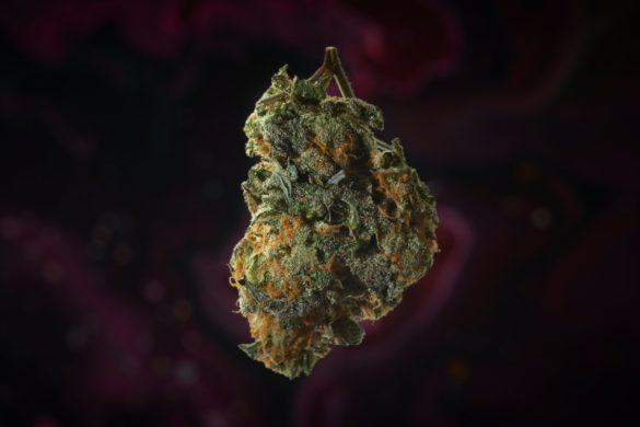 The Best Sativa Strains For 2023 | Emjay Blog