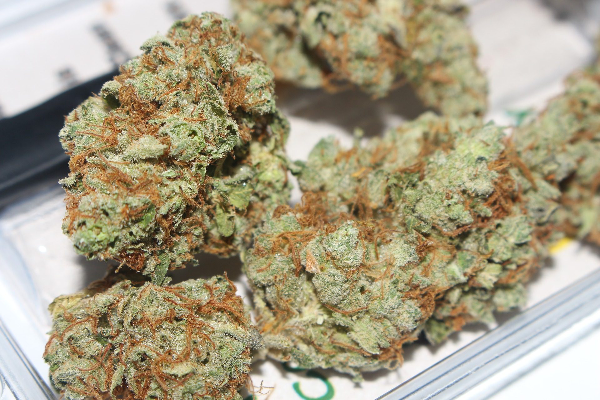 What Are The Effects of Zkittlez Cannabis Strain? | Bluntly: The Emjay Blog