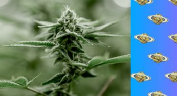 Indica, Sativa, And Hybrid: Your Ultimate Guide To Cannabis Strain Types