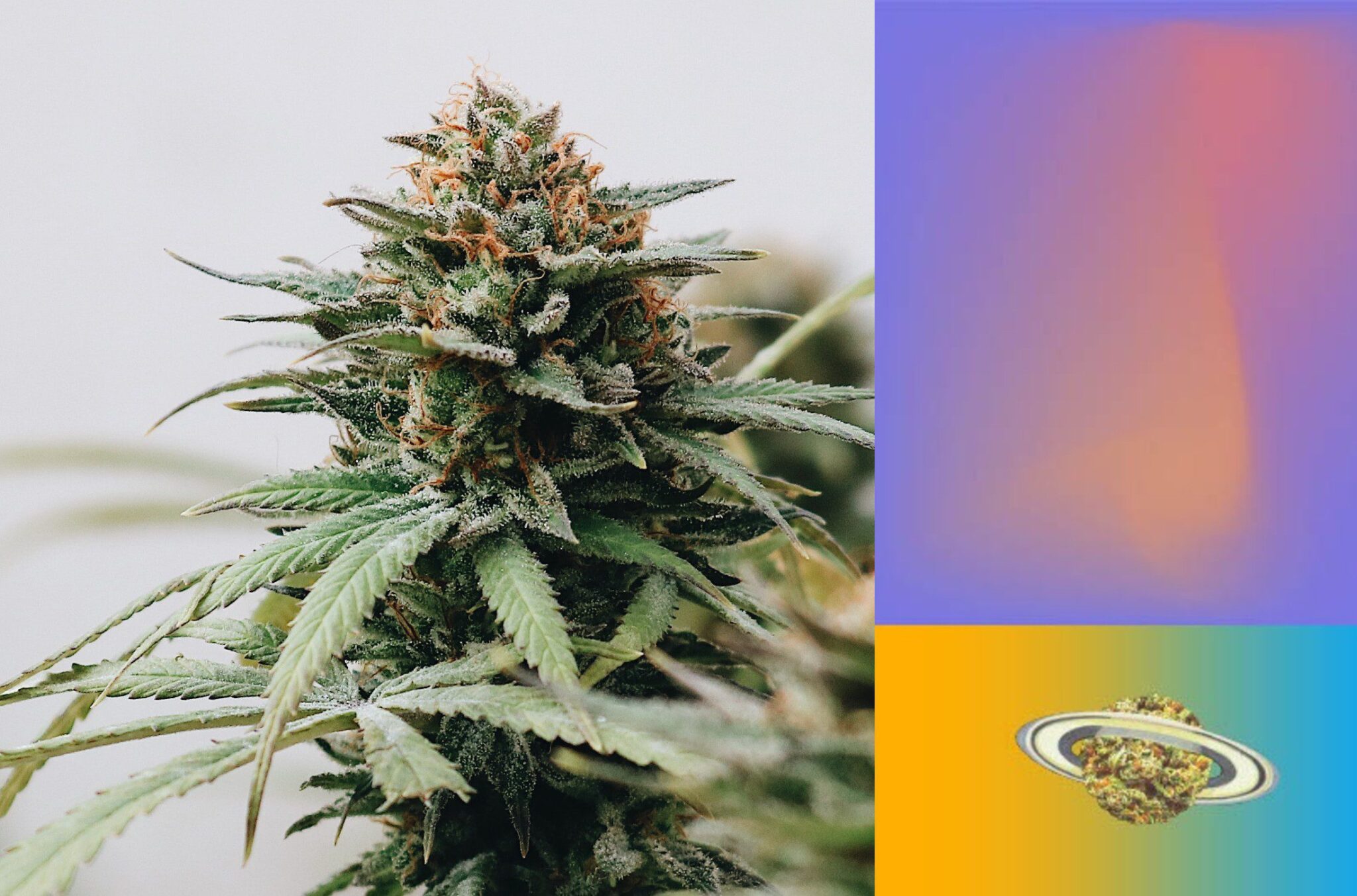 Emjay's Cannabis Type Guide. Photo by Franco Zen on Unsplash.