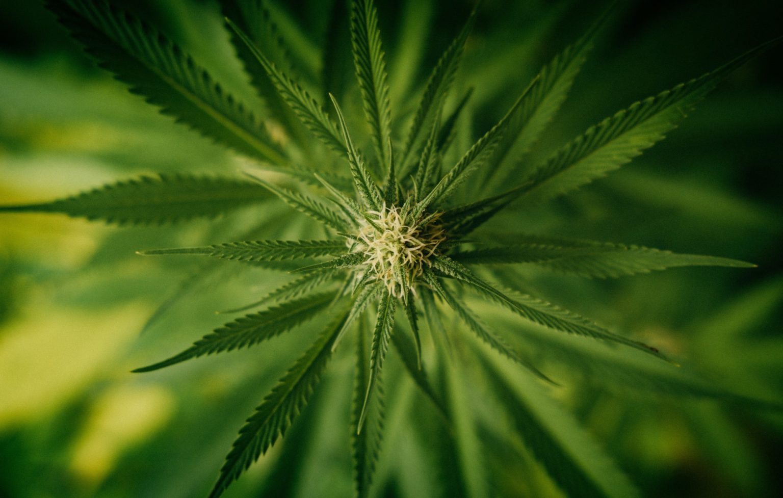 Best Sativa Strains - Our Favorite Sativas At Every Price Point | Emjay
