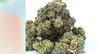 THCA Vs. THC – What Is The Difference?