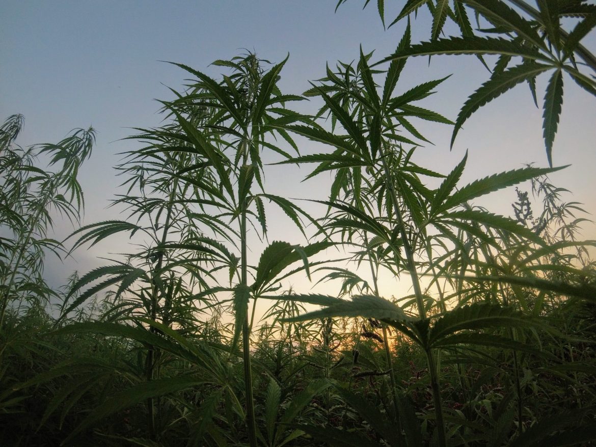 Field of hemp during sunset