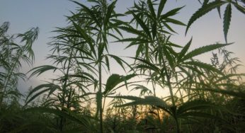 What You Need To Know About Hemp Side Effects