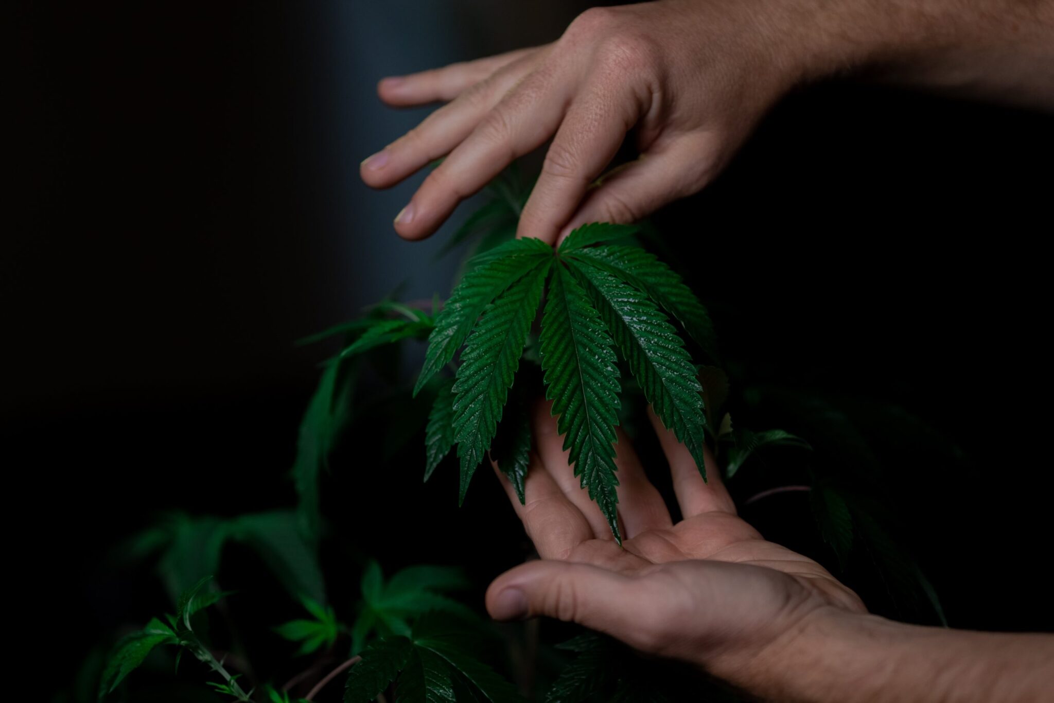 Photo of Person Holding Cannabis Plant
