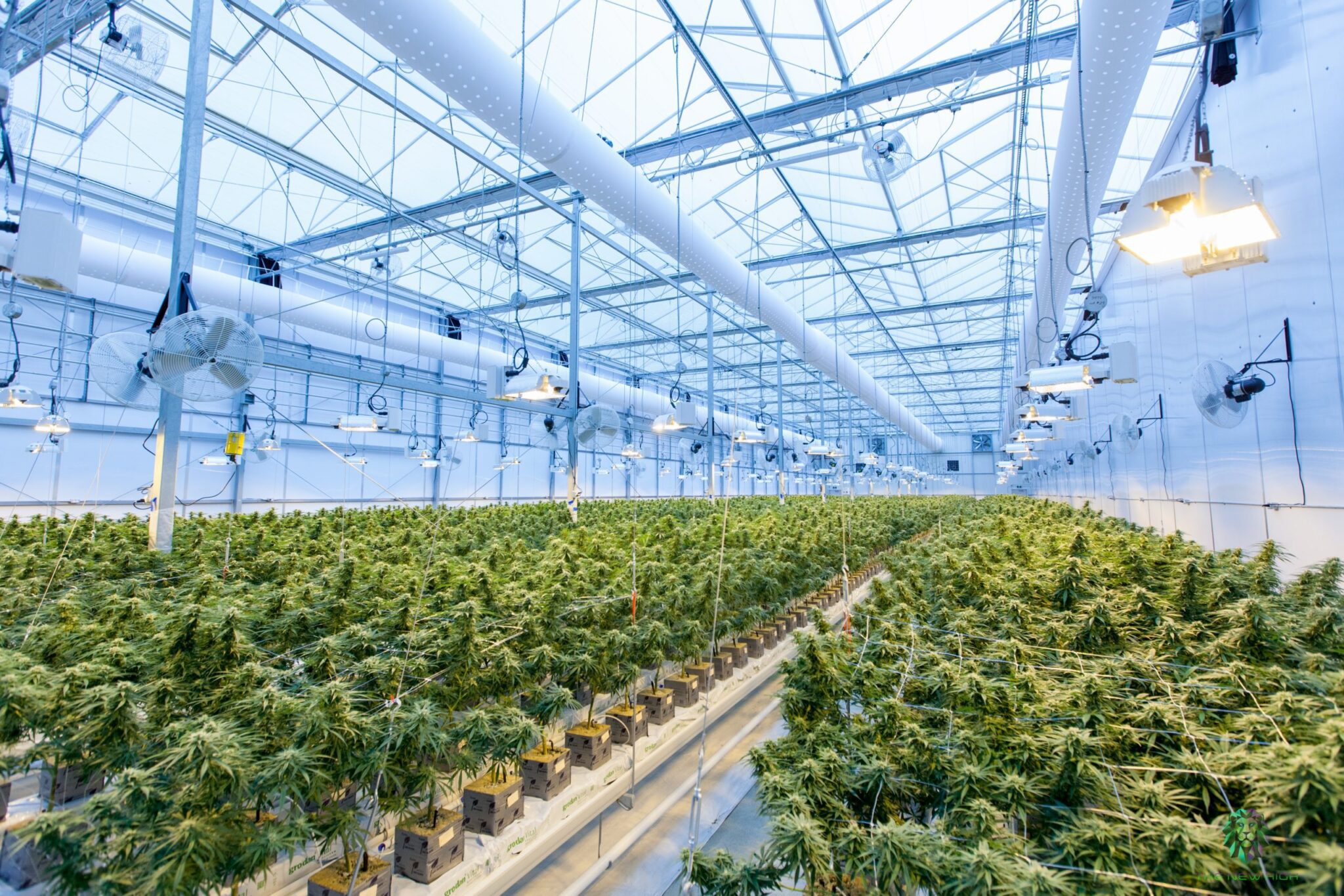 cannabis growing in a large greenhouse