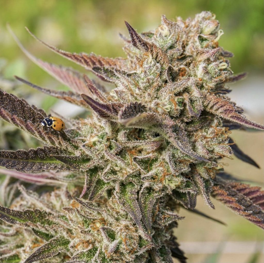 Raw Garden's cannabis