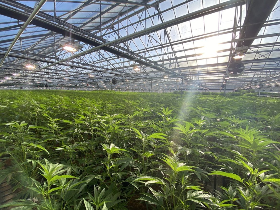 Indoor Greenhouse_PacStone 2 Indoor Greenhouse_PacStone 2