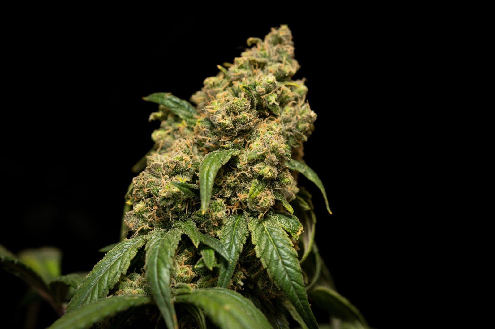 Best Indica Strains: Our Favorites At Each Price Point