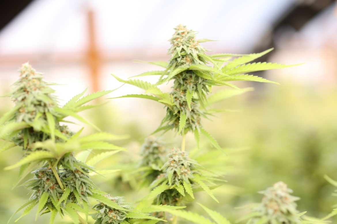 photo by marco jimenez on unsplash_how and when to harvest cannabis photo by marco jimenez on unsplash_how and when to harvest cannabis