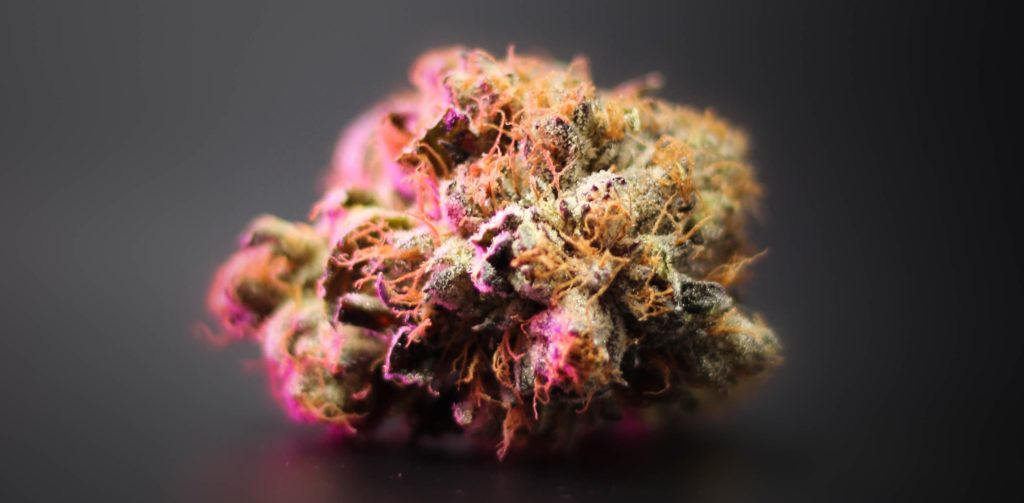 photo by 2h media on unsplash_what is a low thc strain