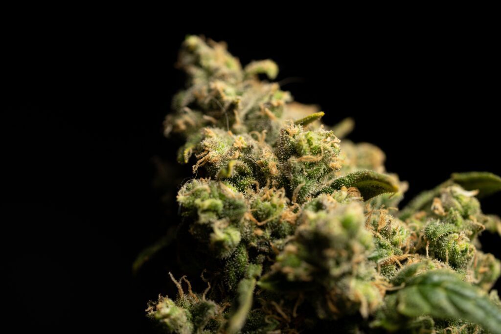 photo by crystalweed cannabis on unsplash_how much thc is in weed