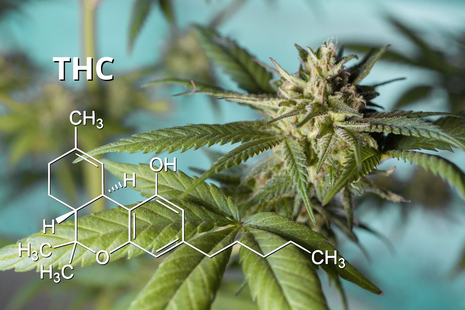 THC: What is it and what does it do?