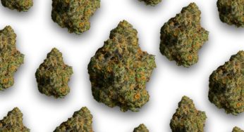 Cannabis Product Review: The Smoker’s Club x Emjay’s Exclusive Saul Goodman Strain