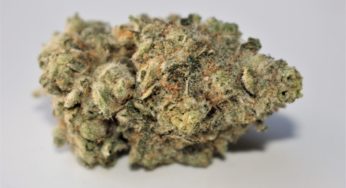 Cannabis Product Review: Pink Helado by TasteDeezTreats