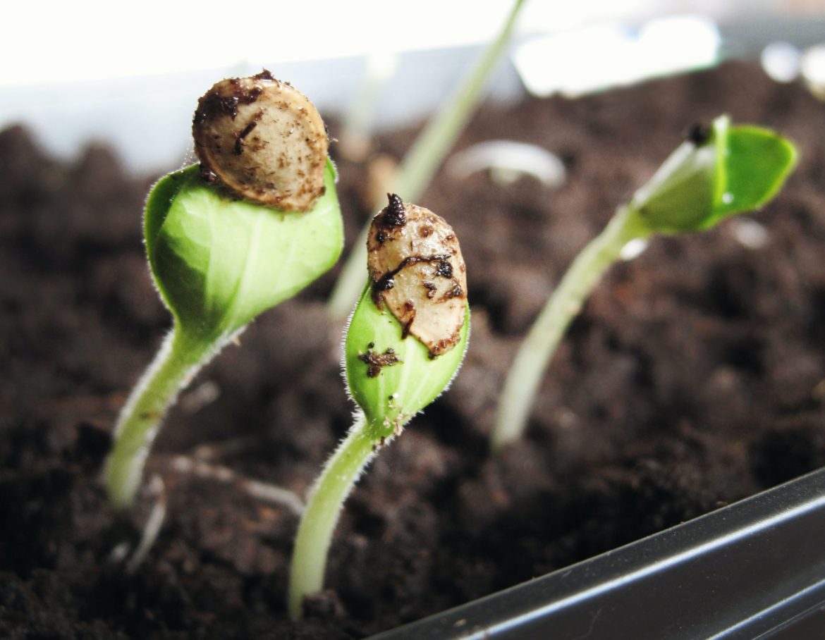 Where to buy cannabis seeds online Photo by Jen Theodore on Unsplash