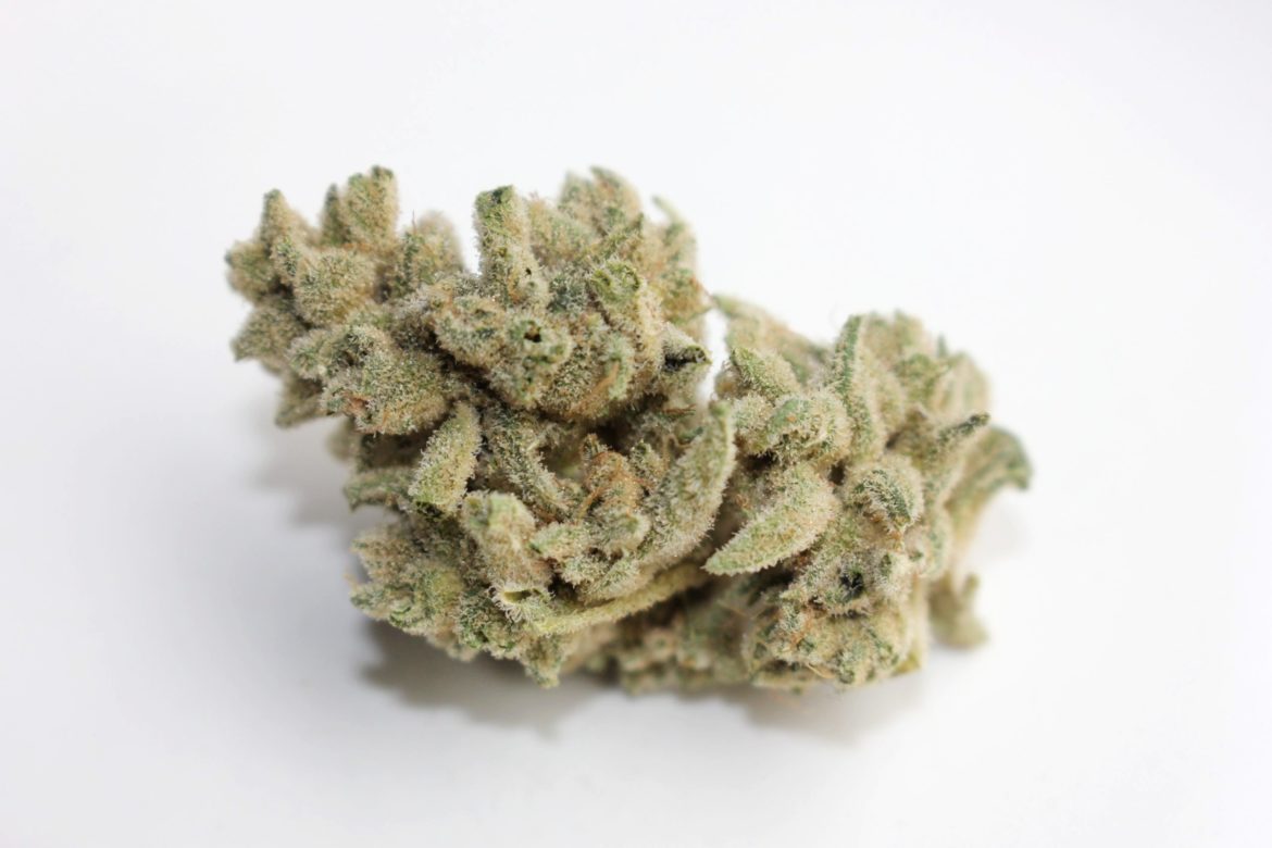 FigFarms_AnimalMintsBud_CarrieDabshaw-scaled Fig Farms Animal Mints Ivory Review from Emjay