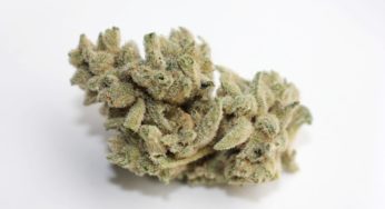 Cannabis Product Review: Animal Mints Ivory Strain from Fig Farms