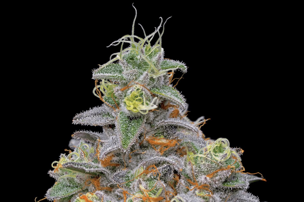 collinsave_cookies_reivew