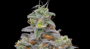 Cannabis Product Review: Collins Ave by Cookies