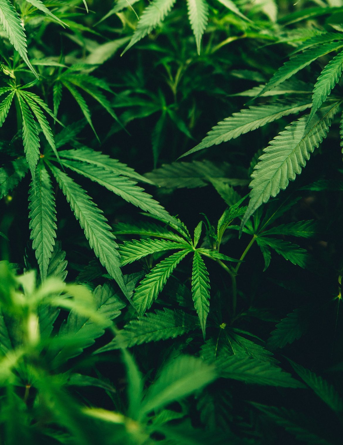 photo by matthewbrodeur on unsplash_doesweedmakeimmunesystemweaker