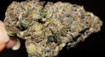 Cannabis Product Review: Cannatique’s Ace of Spadez