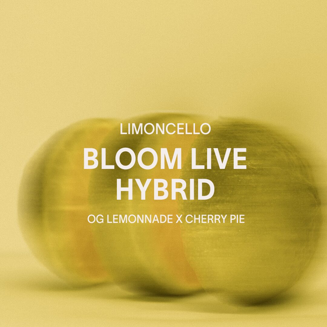 Cannabis Product Review: Bloom’s Limoncello Live Resin Disposable Vape