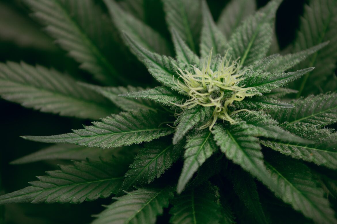 photo by esteban lopez on unsplash_everything you need to know about cannabis ruderalis photo by esteban lopez on unsplash_everything you need to know about cannabis ruderalis