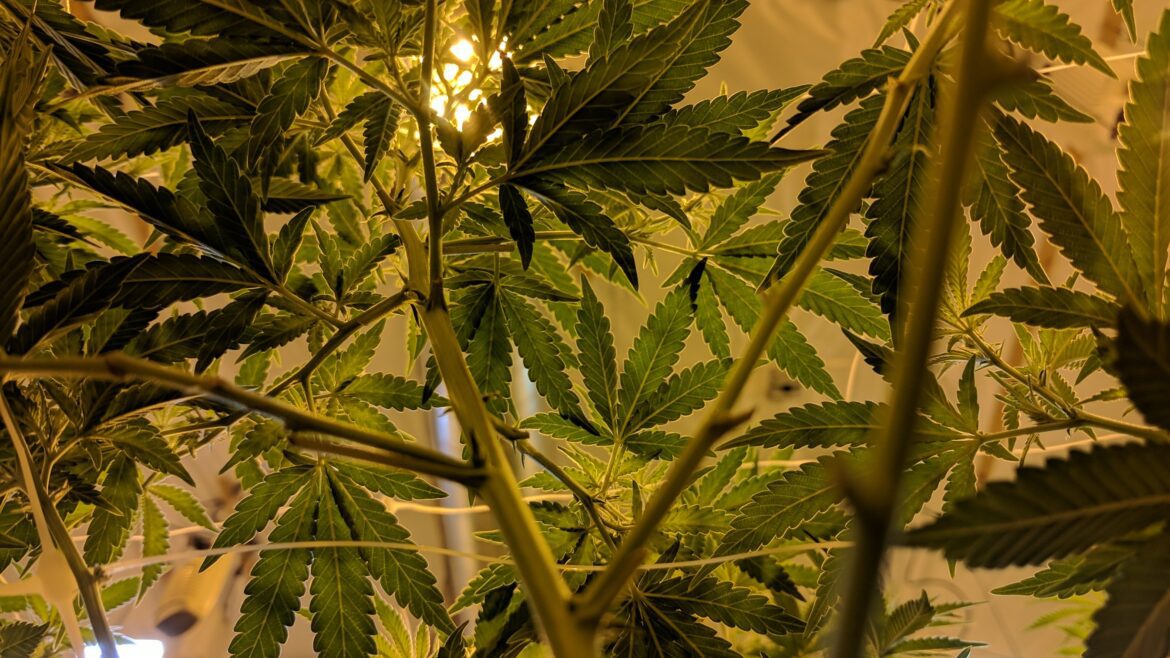 photo by drew taylor on unsplash_10 most affordable weed brands