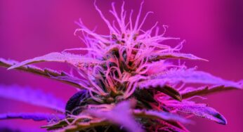 Which Weed Strains have the Highest Recorded THC Percentages?
