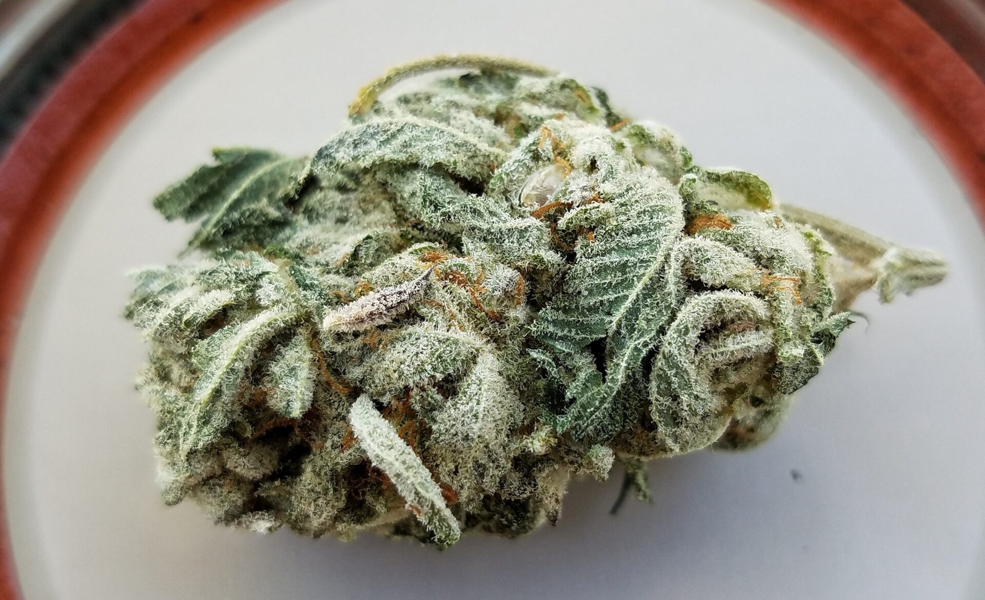 Which Weed Strains Have The Highest Recorded Thc Percentages Emjay Blog 9045