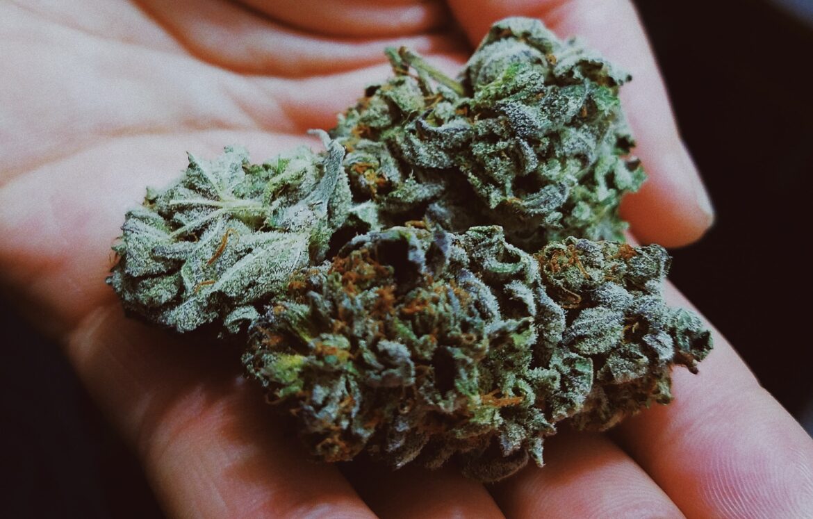 Which Weed Strains have the Highest Recorded THC Percentages? Emjay Blog