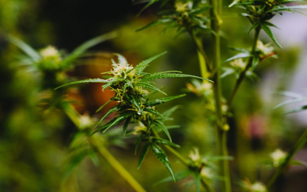 photo by shane rounce on unsplash_Which weed strains have the highest ever recorded THC percentages?