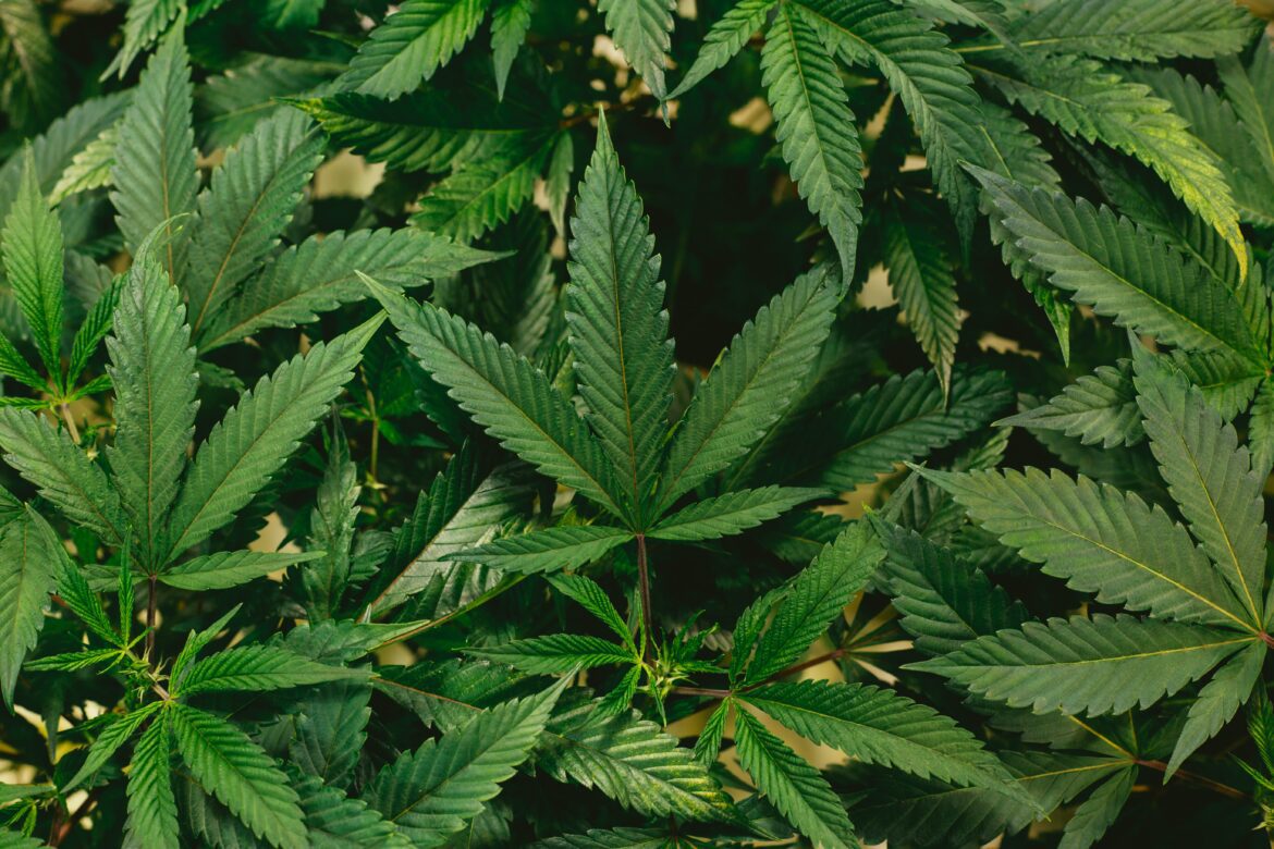 photo by jeff w on unsplash_Tips for taking a weed tolerance break photo by jeff w on unsplash_Tips for taking a weed tolerance break