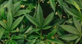 Tips for a Successful Weed Tolerance Break