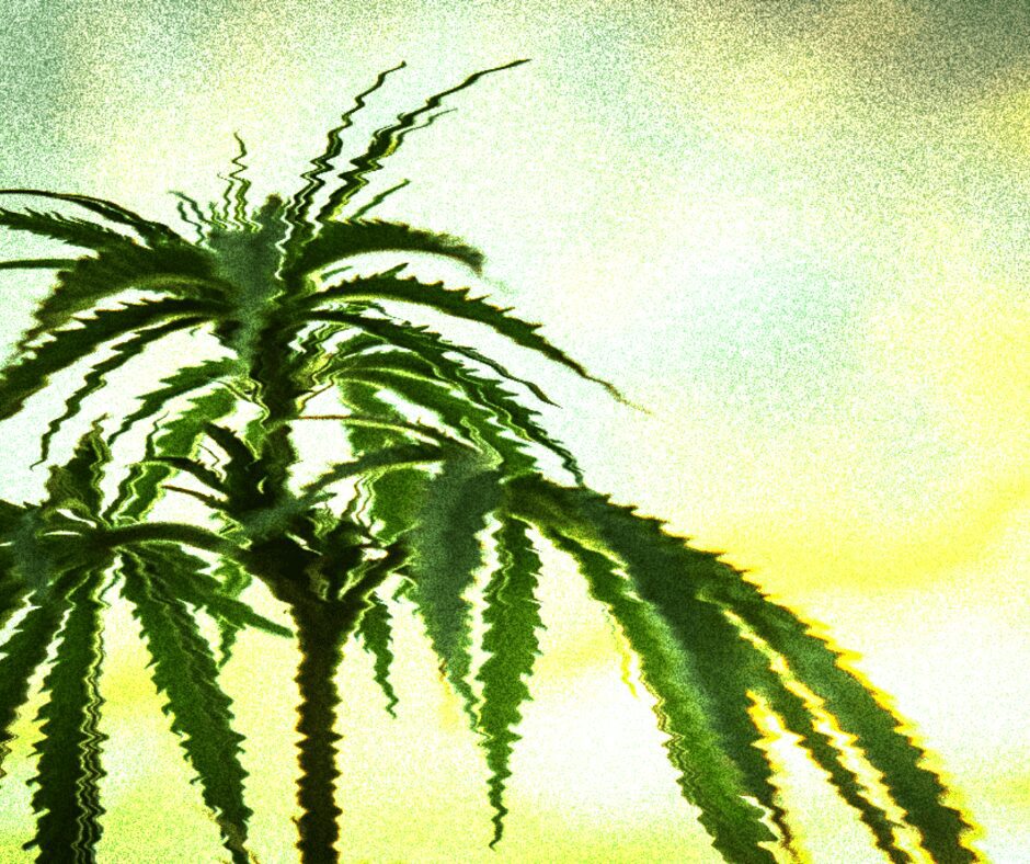 Is the Stigma Around Cannabis Almost Extinct?