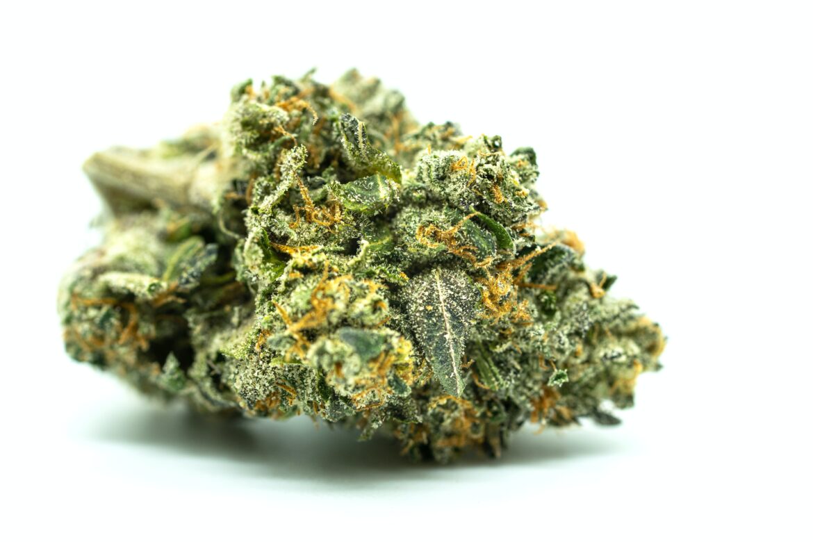 photo by avery meeker on unsplash_What’s the difference between the gorilla glue strains photo by avery meeker on unsplash_What's the difference between the gorilla glue strains