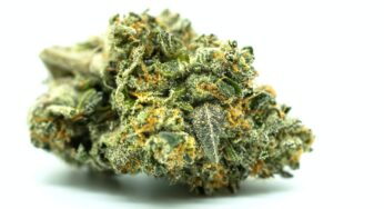 Gorilla Glue or GG#4? The Differences Between the Gorilla Glue Strains