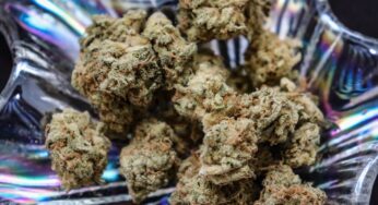 The Best Indica Strains for 2023