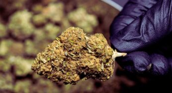 Is the LA Kush Cake Weed Strain Good for Pain?
