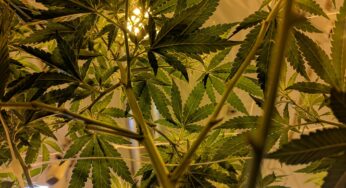 How To Grow Weed Inside